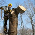 Wie man einen Baum richtig von der Wurzel her entwurzelt Green Art