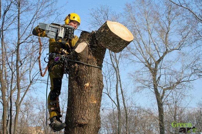 Wie man einen Baum richtig von der Wurzel her entwurzelt Green Art